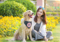 金毛属于禁养犬吗(为什么)