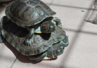 巴西龟可以吃米饭吗(为什么)