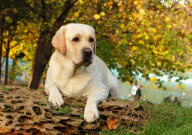 拉布拉多犬的性格(是什么)
