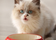 猫咪总吃一种猫粮好不好（换粮的好处）