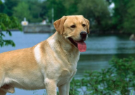 拉布拉多能吃什么水果(对身体好)