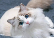 布偶猫鼻子发白是什么原因(怎么回事)