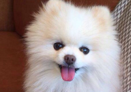 博美犬能吃火腿肠吗(为什么)
