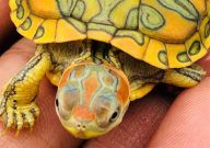 巴西龟吃素吗(素食)