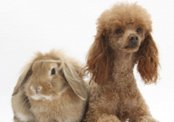 玩具型贵宾犬多少钱一只（价格）