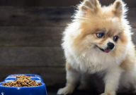 博美犬可以吃草莓吗(注意事项)