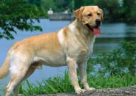 拉布拉多犬拉稀怎么办(吃什么药)