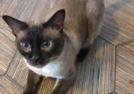 暹罗猫掉毛严重吗（为什么）