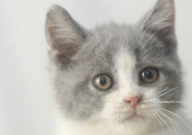 英国短毛猫吃什么猫粮比较好(一般)