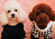 泰迪和贵宾犬的区别（是什么）