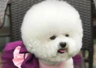 比熊狗可以吃米饭吗(为什么)