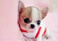 茶杯犬和泰迪犬的区别(是什么)