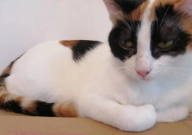 宠物猫该怎么饲养(方法)