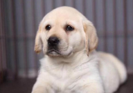 拉布拉多是警犬吗(为什么)