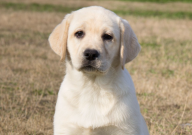 公的拉布拉多叫什么名字好(好听)