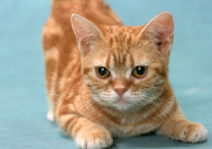 宠物猫能吃鸡肝吗(有营养吗)