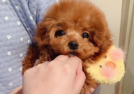 茶杯犬资料（简介）