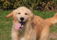 金毛串串值得养吗(为什么)