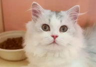 家里养宠物猫对孩子有影响吗(身体健康)