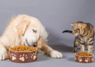 猫粮与狗粮的区别(是什么)