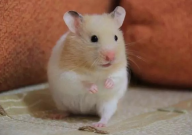 仓鼠臭味怎么处理(最有效)