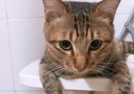 猫咪绝育用什么装回来（怎么回家）