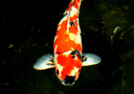 锦鲤需要过水吗（为什么）