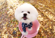 茶杯犬好不好养（常见问题）