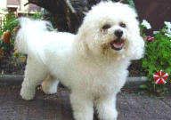 比熊能吃苦瓜吗(有毒吗)