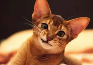 阿比西尼亚猫掉毛吗(原因)