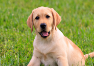 养拉布拉多需要办什么手续(条件)