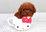 茶杯犬智商高不高(相当于几岁小孩)