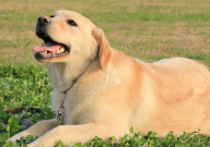 拉布拉多有花色的吗（杂色品种）