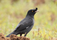 八哥鸟怕热吗（怎么办）