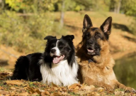 德国牧羊犬和边境牧羊犬哪个聪明（区别）