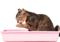 豆腐猫砂和膨润土猫砂哪个好（区别）