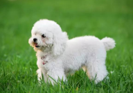 贵宾犬发抖是什么原因(身体是怎么了)