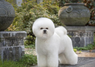 比熊能不能吃柚子(为什么)