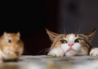 宠物猫怕老鼠吗(为什么)