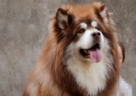 阿拉斯加认主人的表现（有哪些）