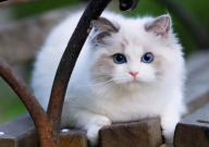 布偶猫掉毛严重怎么办（吃什么药）