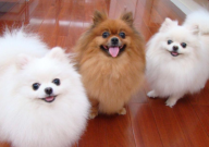 博美犬可以喝牛奶吗(纯牛奶)