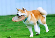 秋田犬多少钱一只（价格）