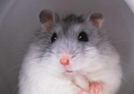 仓鼠能不能吃火龙果(红心的还是白心的)