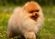 博美犬吐黄水怎么处理(怎么回事)