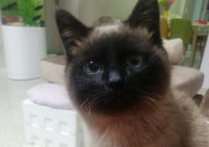 纯种暹罗猫的特征（是什么）