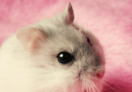 仓鼠为什么睡在跑轮上（睡觉）