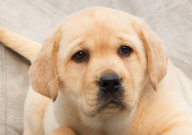 拉布拉多犬怎么分辨纯不纯（怎么看）