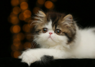 40天小猫吃猫粮拉稀怎么弄(怎么办)