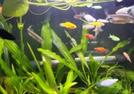 斑马鱼是热带鱼还是冷水鱼（简介）